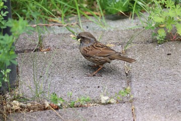 Bird gathering food