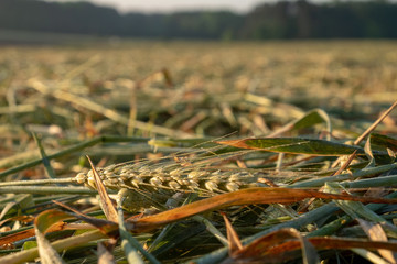 Freshly cut winter wheat lies on the ground ready to be baled for cattle feed on a farm in Raleigh North Carolina.