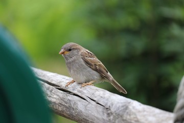 Bird on a fence