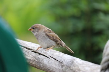 Bird on a fence