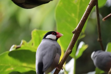 bird on a branch