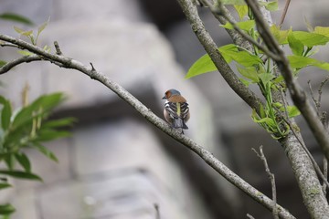 common finch on tree branch