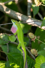 A Carolina anole puffs his dewlap, or throat fan, to intimidate potential danger. Yates Mill County Park in Raleigh, North Carolina.