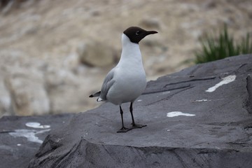 Black headed gull on rock