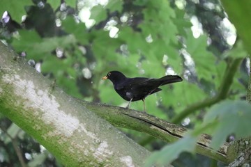 Blackbird looking around