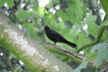 Blackbird looking around