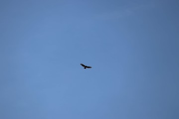 buzzard flying in clear sky
