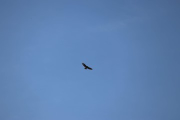 buzzard flying in clear sky