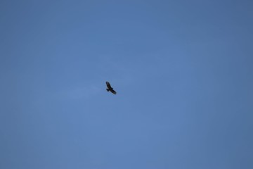 buzzard flying in clear sky