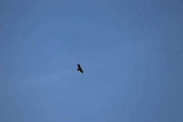 buzzard flying in clear sky
