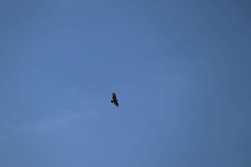 buzzard flying in clear sky