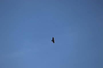 buzzard flying in clear sky