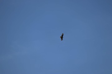 buzzard flying in clear sky