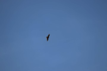 buzzard flying in clear sky