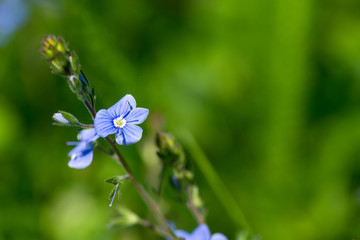 Blue forget me not ( Myosotis) flower close up macro shot on natural background.
