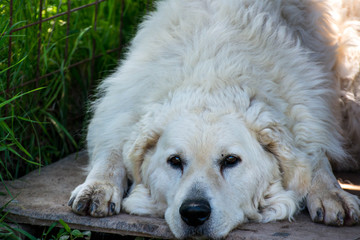 Adult male hungarian kuvasz portrait on natural light at springtime.