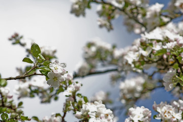 Apple tree branches with white flowers against blue sky. Copy space. Selective focus