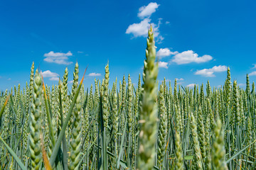 Beautiful farm landscape of green wheat field in late Spring, beginning of Summer in Europe