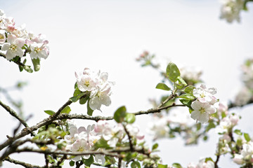 Apple tree branches with white flowers against blue sky. Copy space. Selective focus