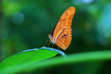 Obraz premium Buttrerfly on leaf