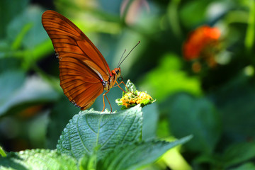 Butterfly licking flower