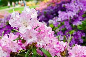 Pink rhododendrons bloom in garden