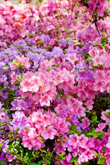 Pink and purple azaleas in city botanical garden