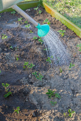 Watering beds in the garden with watering cans