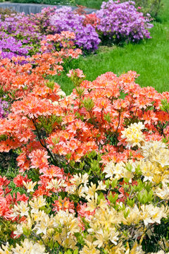 Yellow, coral and purple azalea bushes on green grass