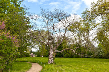 Obraz na płótnie Canvas Naked tree in the Park