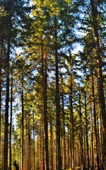 in a pine forest in summer