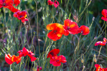 Red poppies in grass in Provence France