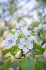 Flowering white pear tree flowers in late spring