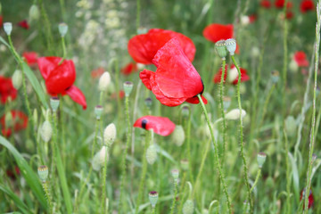 Naklejka premium Poppy flower background in the garden.
