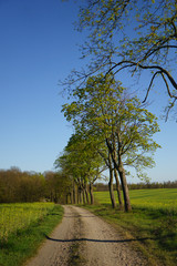 rural path in the countryside in spring