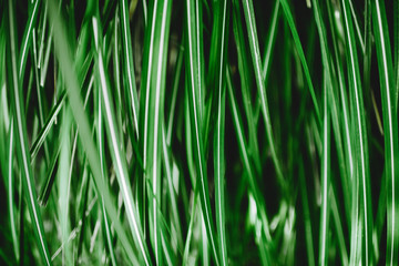 Beautiful of green tropical leaves for background