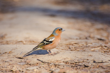 Chaffinch eats a seed close up