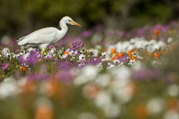 An egret walks through a field of flowers. Western Cape