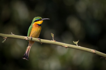 A Little Bee-eater on a perch. 