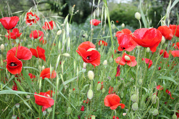 Poppy flower background in the garden.