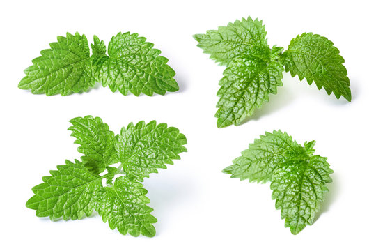 Collection of fresh mint leaves, isolated on white background