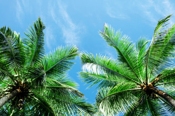 Coconut palm trees, beautiful tropical background, summer concept