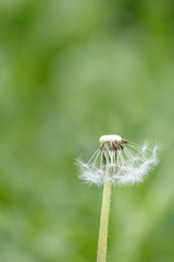 Close up view of Blown dandelion with green out of focus background. Passing of time concept. Top copy space