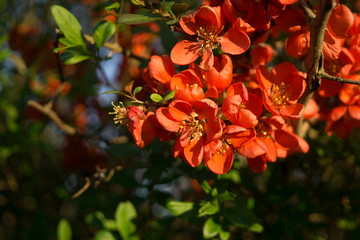 Chaenomeles japonica, flowering quinice in spring
