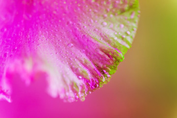 Vivid neon colored iris flower bud on multi colored background.