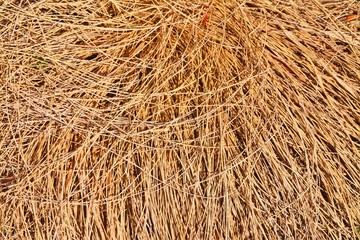a clump of dry grass