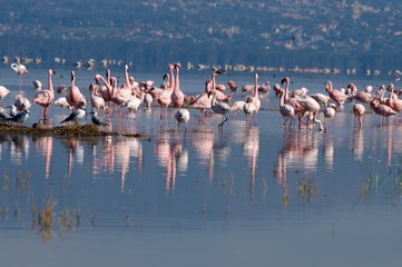 Naklejka premium group of flamingos
