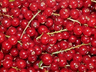 Macro of fresh red currants