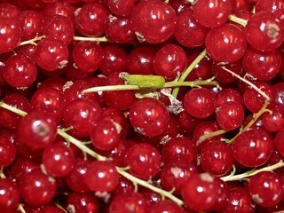 Macro of fresh red currants