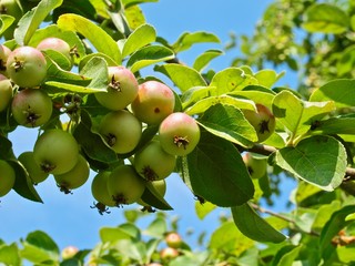 Ornamental apple tree with lots of apples